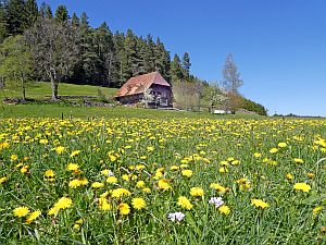 Loewenzahnbluete in Tennenbronn