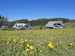 Loewenzahnbluete in Tennenbronn  