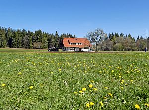 Loewenzahnbluete in Tennenbronn  