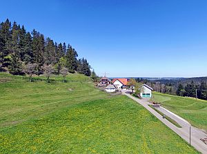Loewenzahnbluete in Tennenbronn  