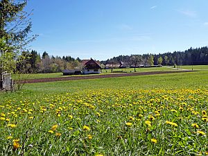 Loewenzahnbluete in Tennenbronn  