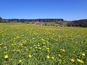 Loewenzahnbluete in Tennenbronn  