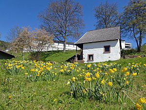 Loewenzahnbluete in Tennenbronn  