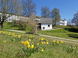 Loewenzahnbluete in Tennenbronn  