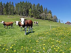 Loewenzahnbluete in Tennenbronn  