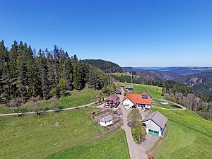 Loewenzahnbluete in Tennenbronn  