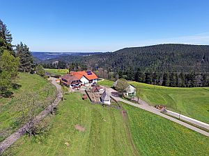 Loewenzahnbluete in Tennenbronn  