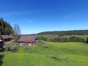 Loewenzahnbluete in Tennenbronn  