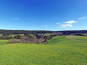 Loewenzahnbluete in Tennenbronn  