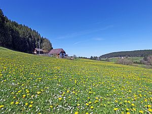 Loewenzahnbluete in Tennenbronn  