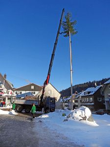 Narrenbaum in Tennenbronn