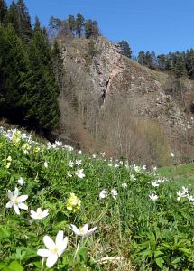 Ostergruesse aus Tennenbronn  