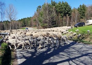 Ostergruesse aus Tennenbronn  