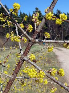 Ostergruesse aus Tennenbronn  