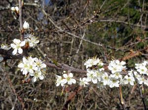 Ostergruesse aus Tennenbronn  
