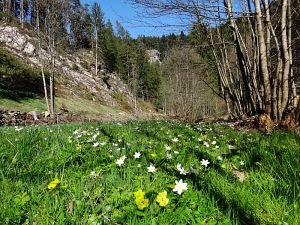 Ostergruesse aus Tennenbronn  