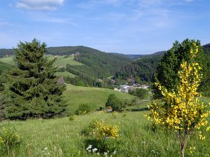 Ginsterblte in Tennenbronn