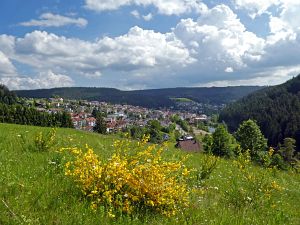 Ginsterblte in Tennenbronn