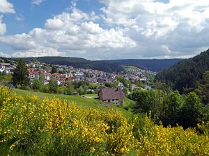Ginsterblte in Tennenbronn