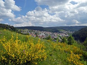 Ginsterblte in Tennenbronn