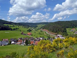 Ginsterblte in Tennenbronn