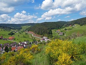 Ginsterblte in Tennenbronn