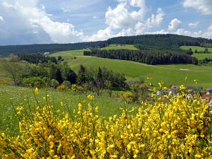 Ginsterblte in Tennenbronn