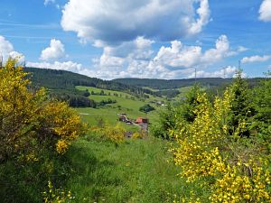 Ginsterblte in Tennenbronn