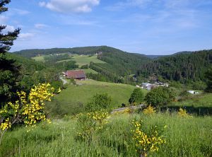 Ginsterblte in Tennenbronn