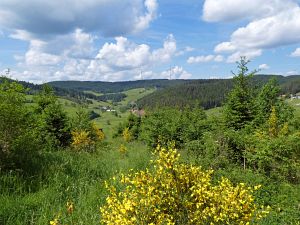 Ginsterblte in Tennenbronn