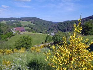 Ginsterblte in Tennenbronn