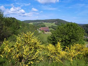Ginsterblte in Tennenbronn