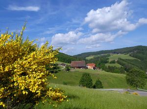 Ginsterblte in Tennenbronn