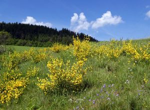 Ginsterblte in Tennenbronn
