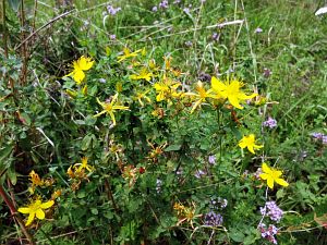 Sommerimpressionen Tennenbronn