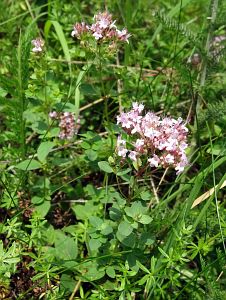 Sommerimpressionen Tennenbronn