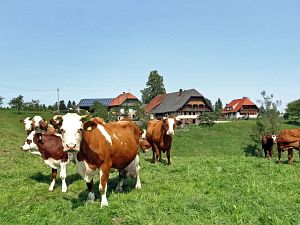 Sommerimpressionen Tennenbronn