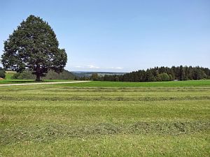 Sommerimpressionen Tennenbronn