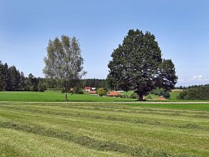 Sommerimpressionen Tennenbronn