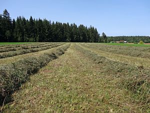 Sommerimpressionen Tennenbronn