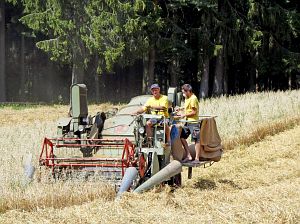 Dreschen auf dem Reibehof