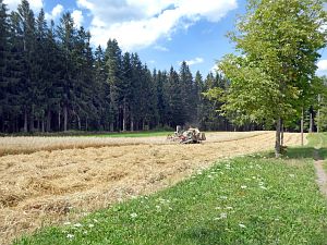 Dreschen auf dem Reibehof