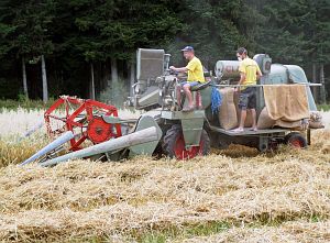 Dreschen auf dem Reibehof