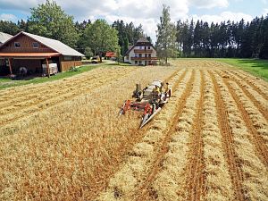 Dreschen auf dem Reibehof