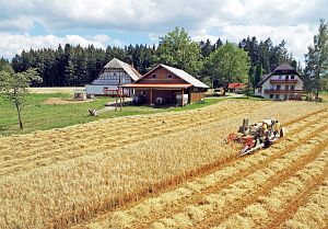 Dreschen auf dem Reibehof