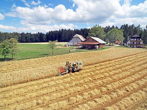 Dreschen auf dem Reibehof