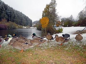 Erster Schnee
