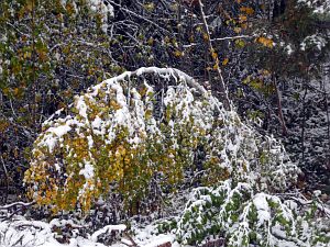 Erster Schnee