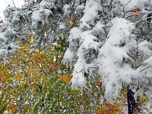 Erster Schnee