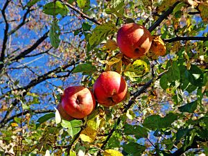 Herbst 2018 in Tennenbronni